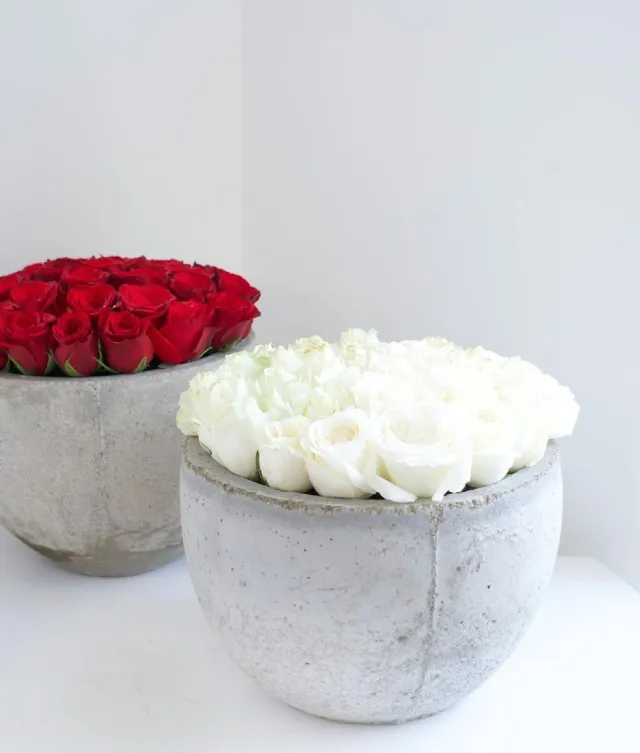 Amora | Red or White Roses in a Cement Pot