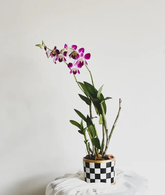 Charlie | Purple Dendrobium Orchids in a Chessboard Hand Painted Pot -