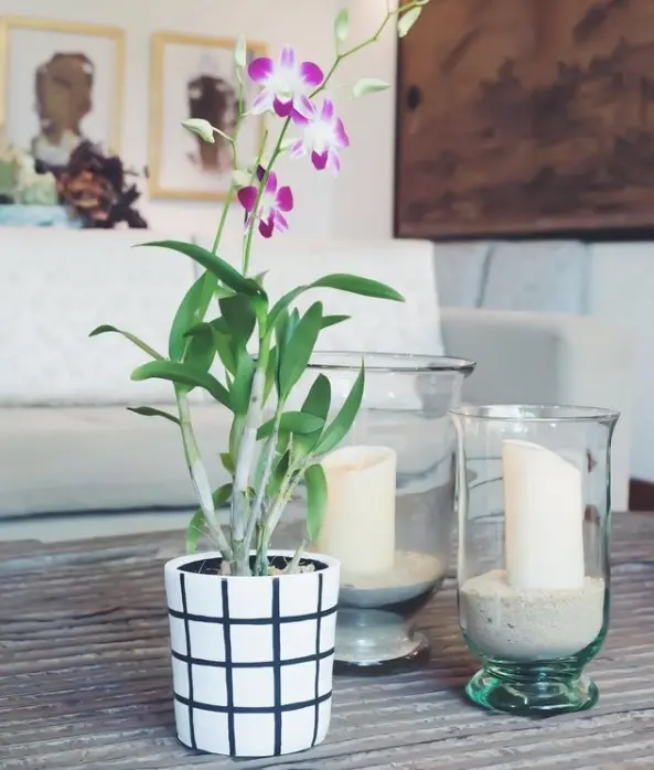 Aurora | Purple Dendrobium in a Black and White Checked Pot