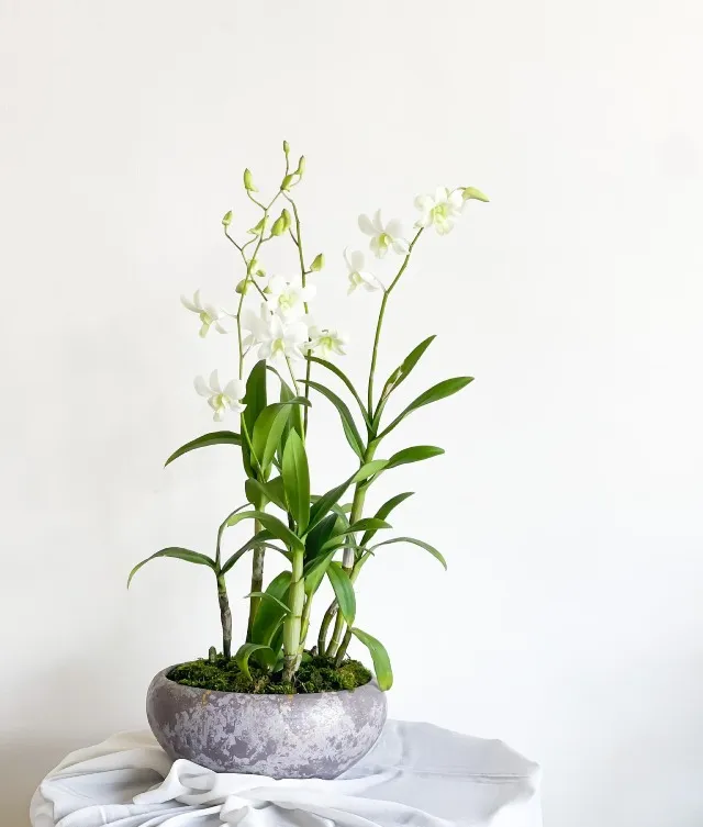 Lindsey | White Dendobrium Orchids in a Cement Pot | Medium
