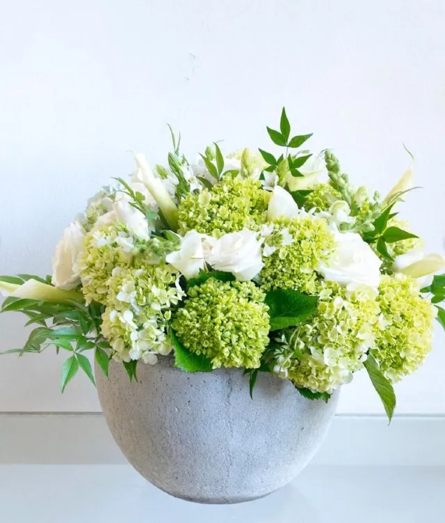 Gift your loved one, white roses and French green hydrangea flower arrangement in a concrete pot