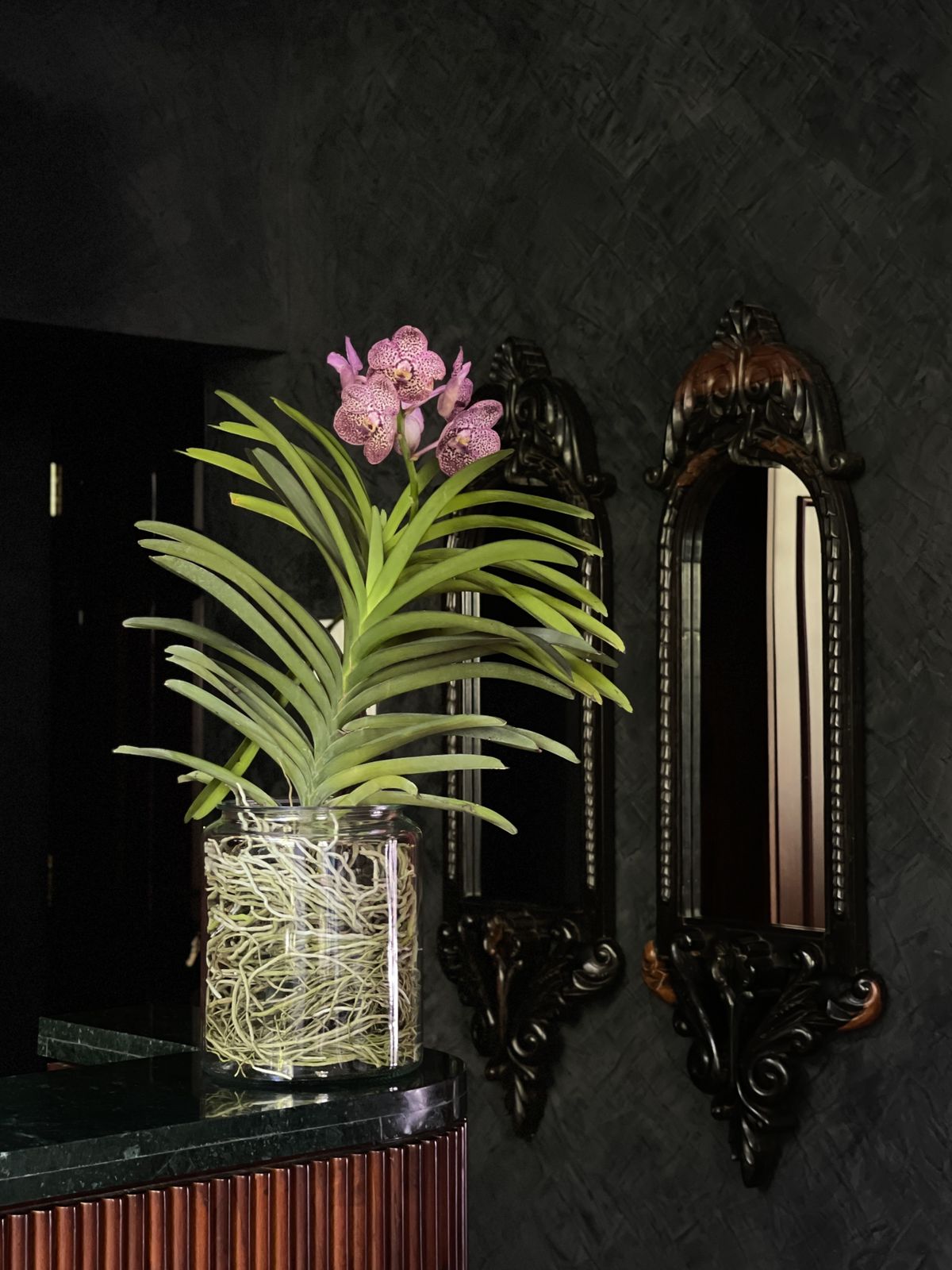 Delight your loved ones with the exquisite beauty of a Vanda orchid, elegantly displayed in a large glass jar. A perfect blend of nature and sophistication, this thoughtful gift is sure to leave a lasting impression