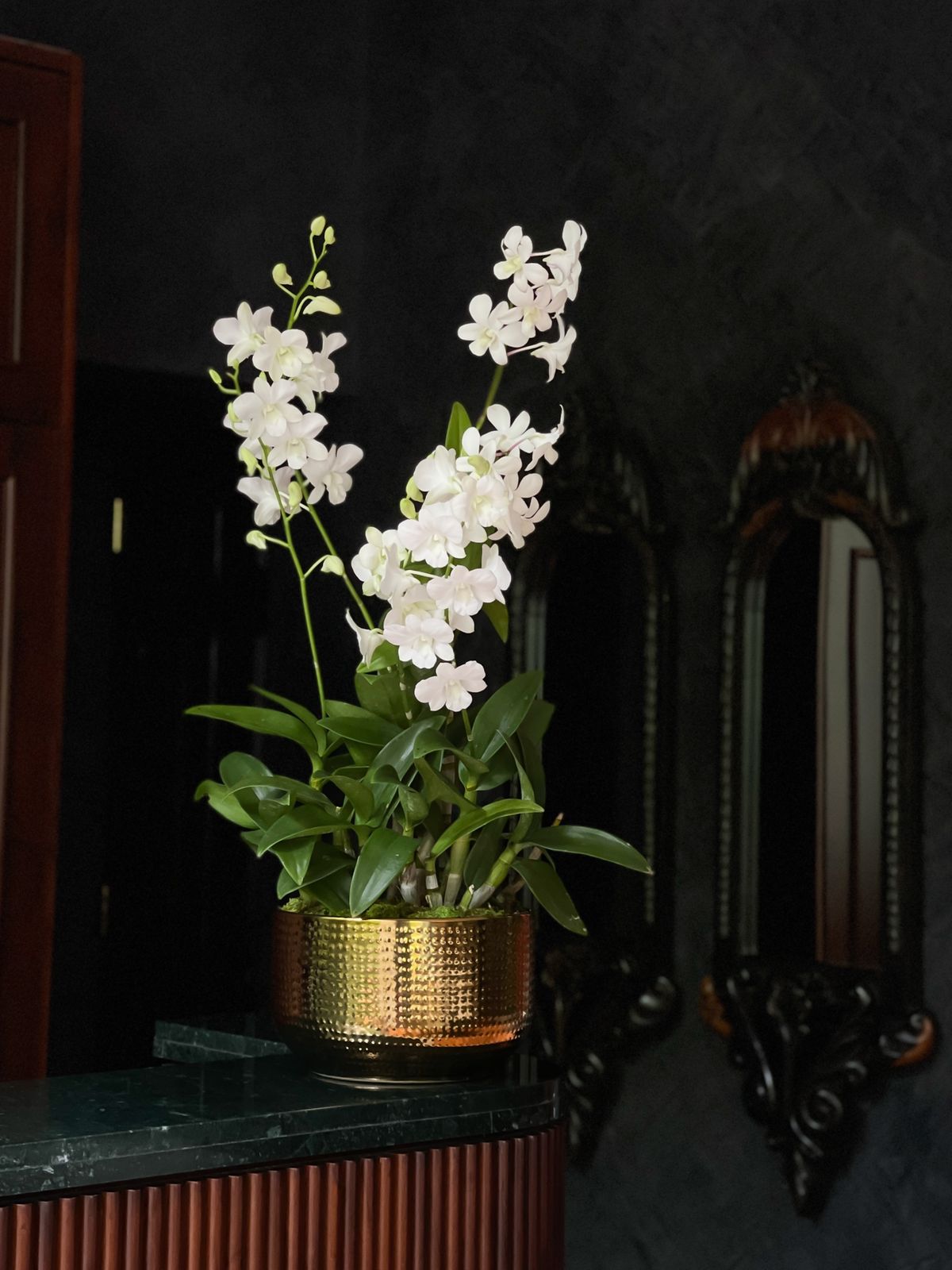 Surprise your loved one with the timeless elegance of White Dendrobium Orchids, beautifully arranged in a luxurious gold pot. A gift that symbolizes purity, love, and sophistication, perfect for any special moment