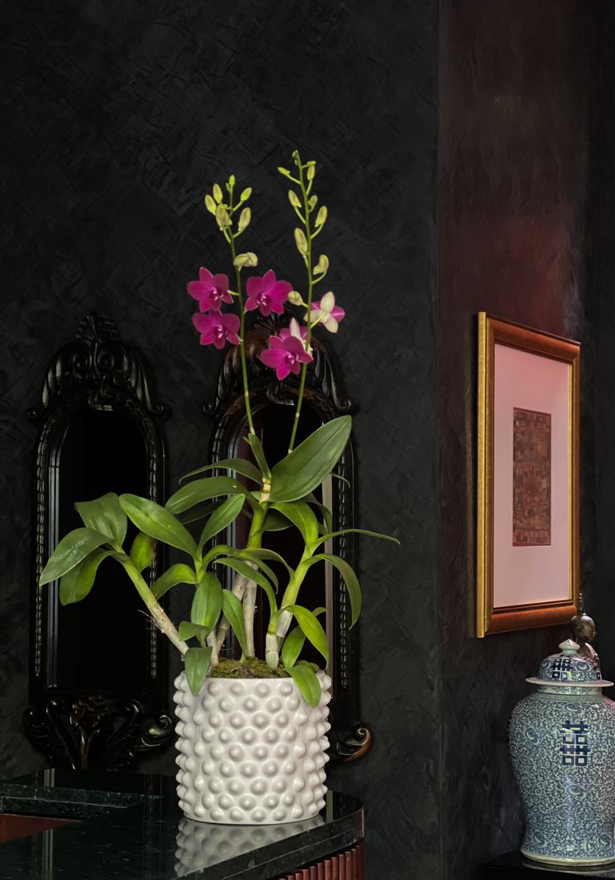 A sleek grey ceramic pot holds a vibrant purple orchid plant with two elegant stems. The delicate blooms contrast beautifully against the neutral pot, creating a sophisticated and eye-catching display.