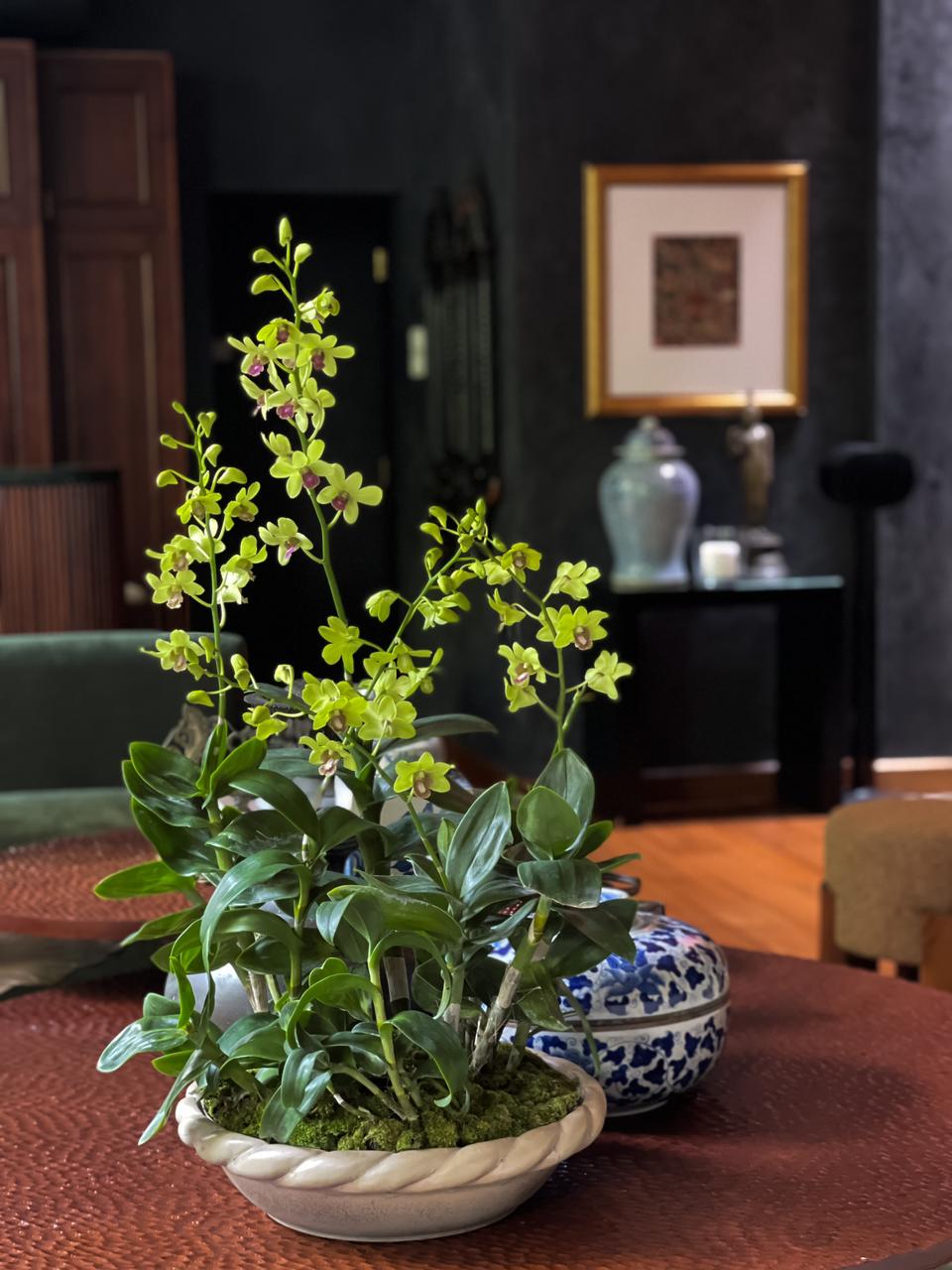 Gracelyn | Green Dendrobium Orchids in a Large Ceramic Pot -
