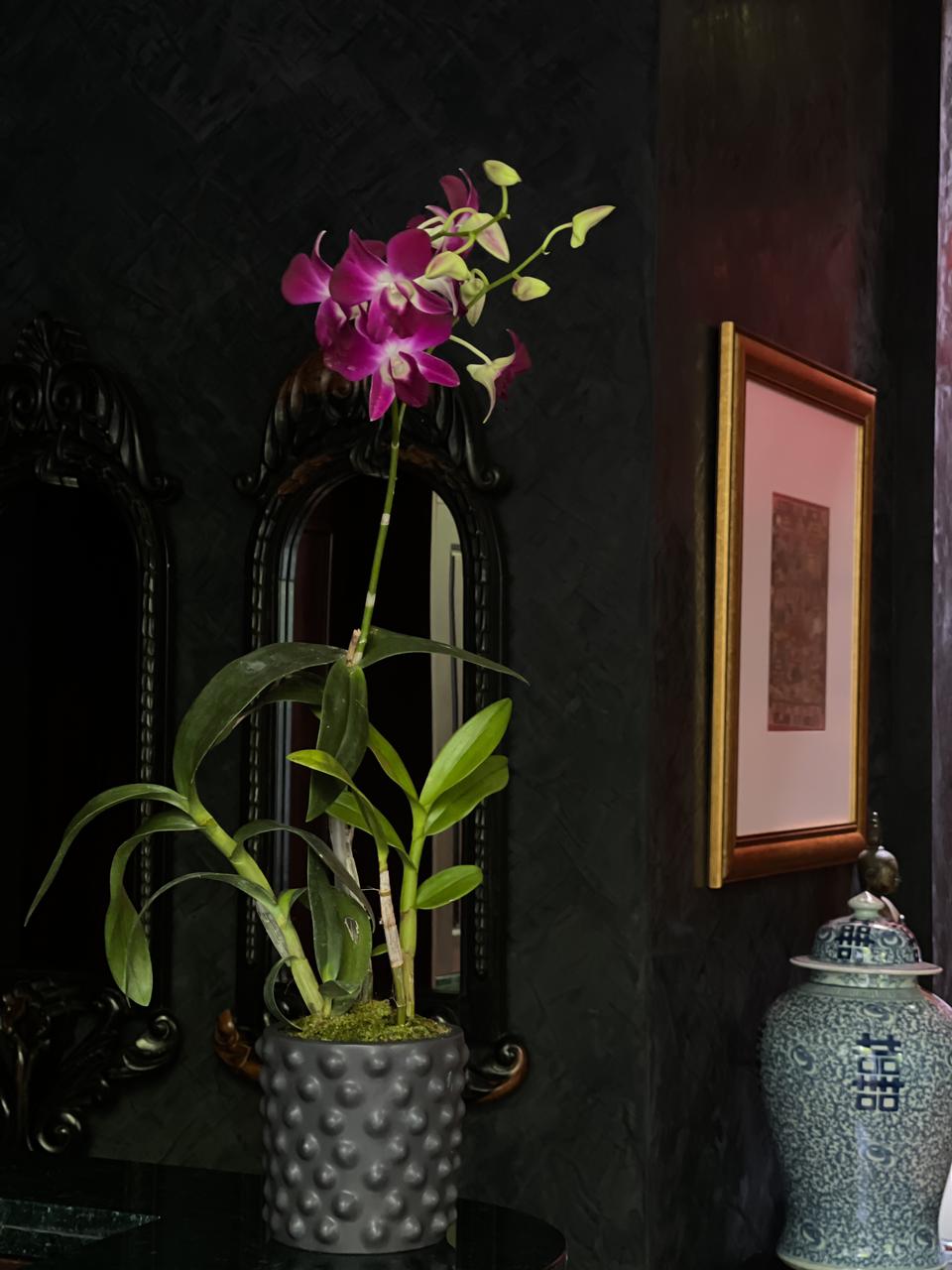 A small black petite ceramic pot holds a delicate purple orchid plant with a single elegant stem. The vibrant blooms contrast beautifully with the dark pot, creating a charming and sophisticated display.
