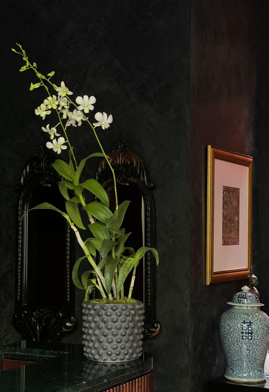 A stylish black ceramic pot holds a graceful white orchid plant with two elegant stems. The pure white blooms stand out beautifully against the dark pot, creating a timeless and sophisticated look