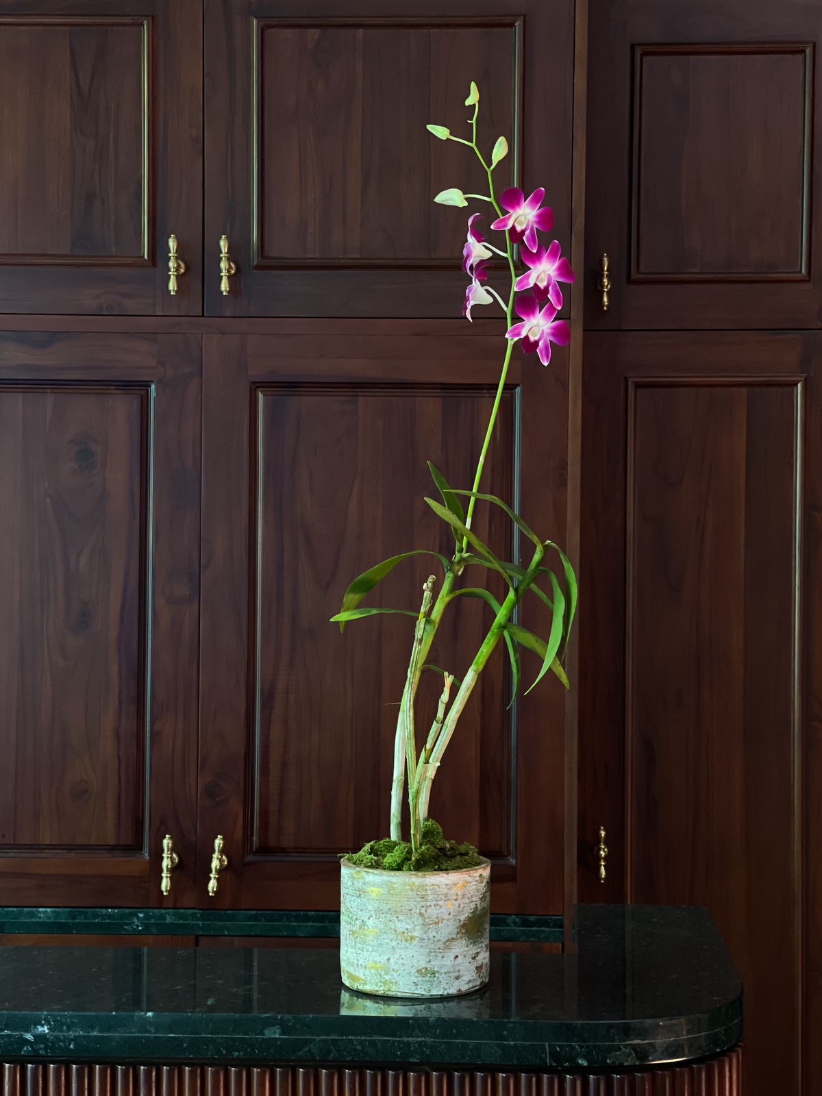 Delight your loved one with the delicate beauty and vibrant charm of a Purple Dendrobium Orchid. This elegant tabletop-sized orchid, featuring a single graceful stem of rich purple blooms, is the perfect way to add a touch of nature’s brilliance to any space.