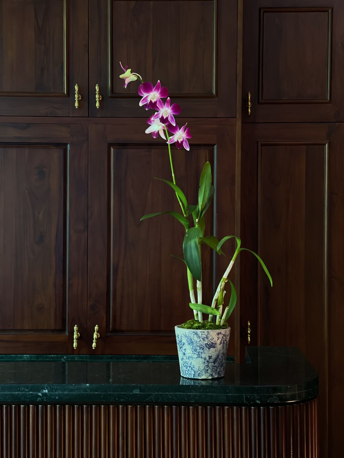 Surprise your loved one with the timeless elegance of Purple Dendrobium Orchids, artfully arranged in a distressed chinoiserie pot. Kindly note that the aesthetic of the pot is indeed ‘distressed’, and as these are one-off pots, each pot will have a different blue and white chinoiserie pattern – making no two gifts the same.